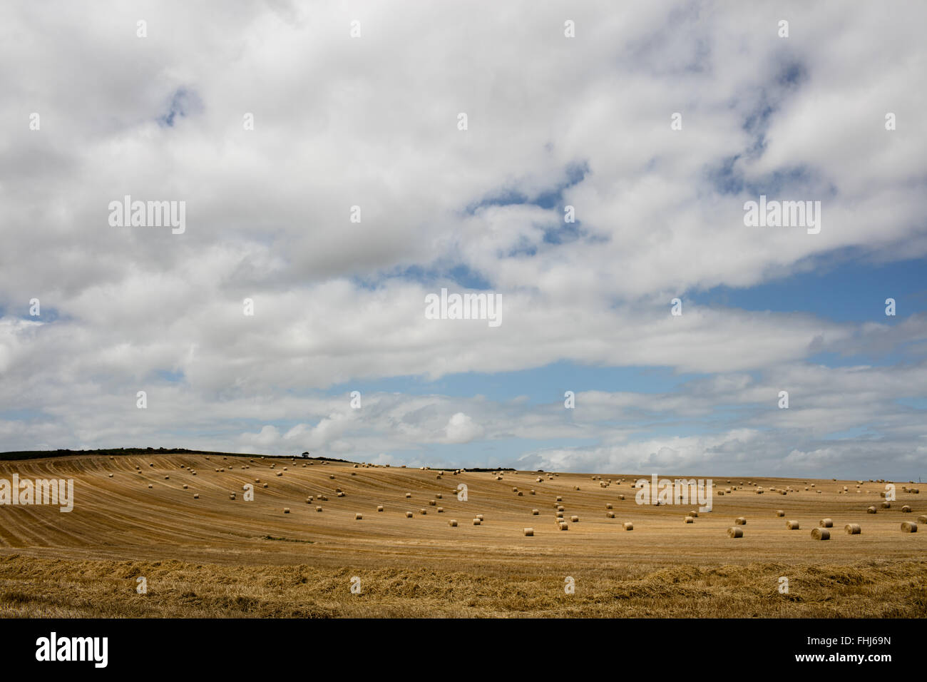 Cielo blu su campi dorati Foto Stock