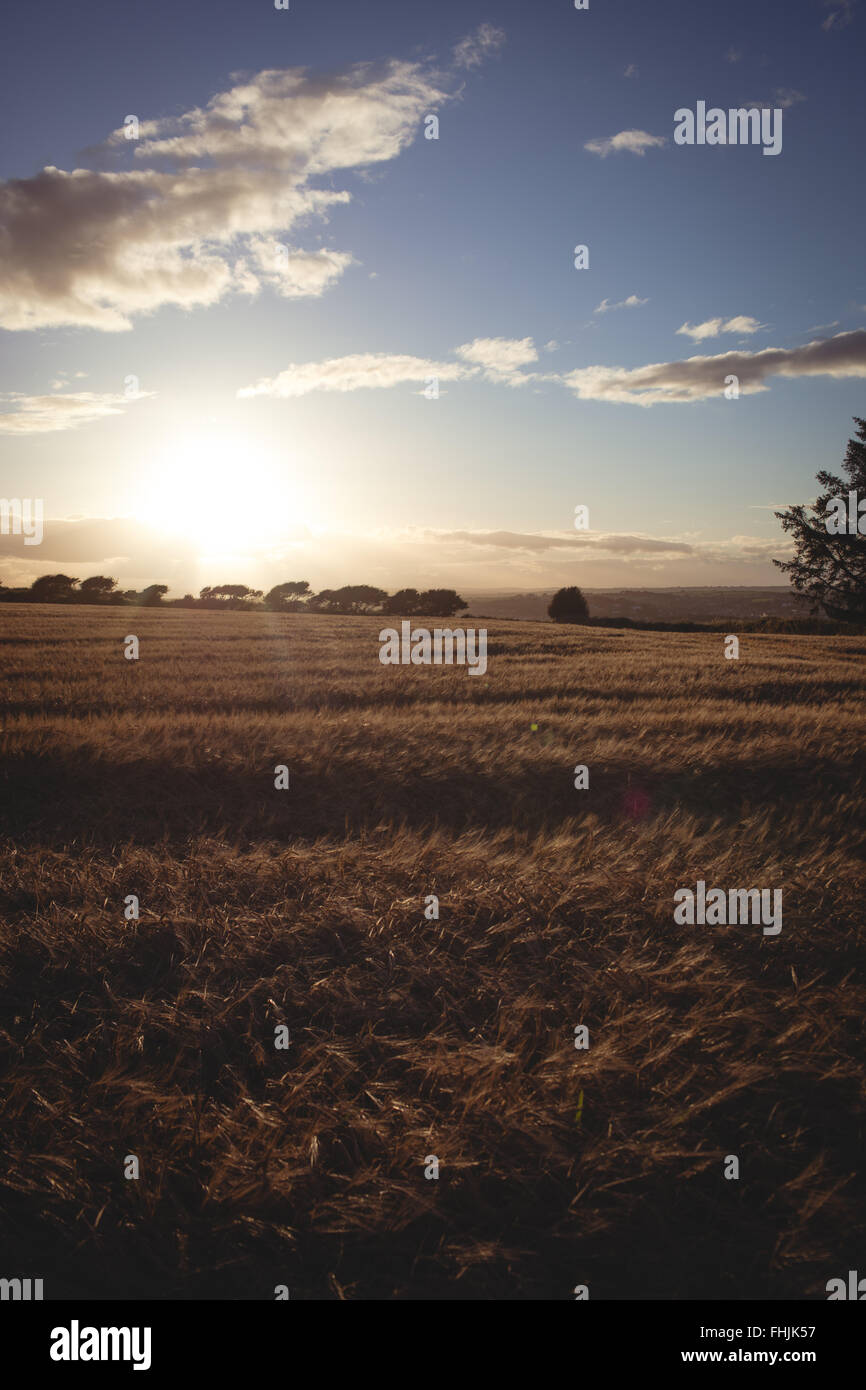 Cielo blu su campi dorati Foto Stock
