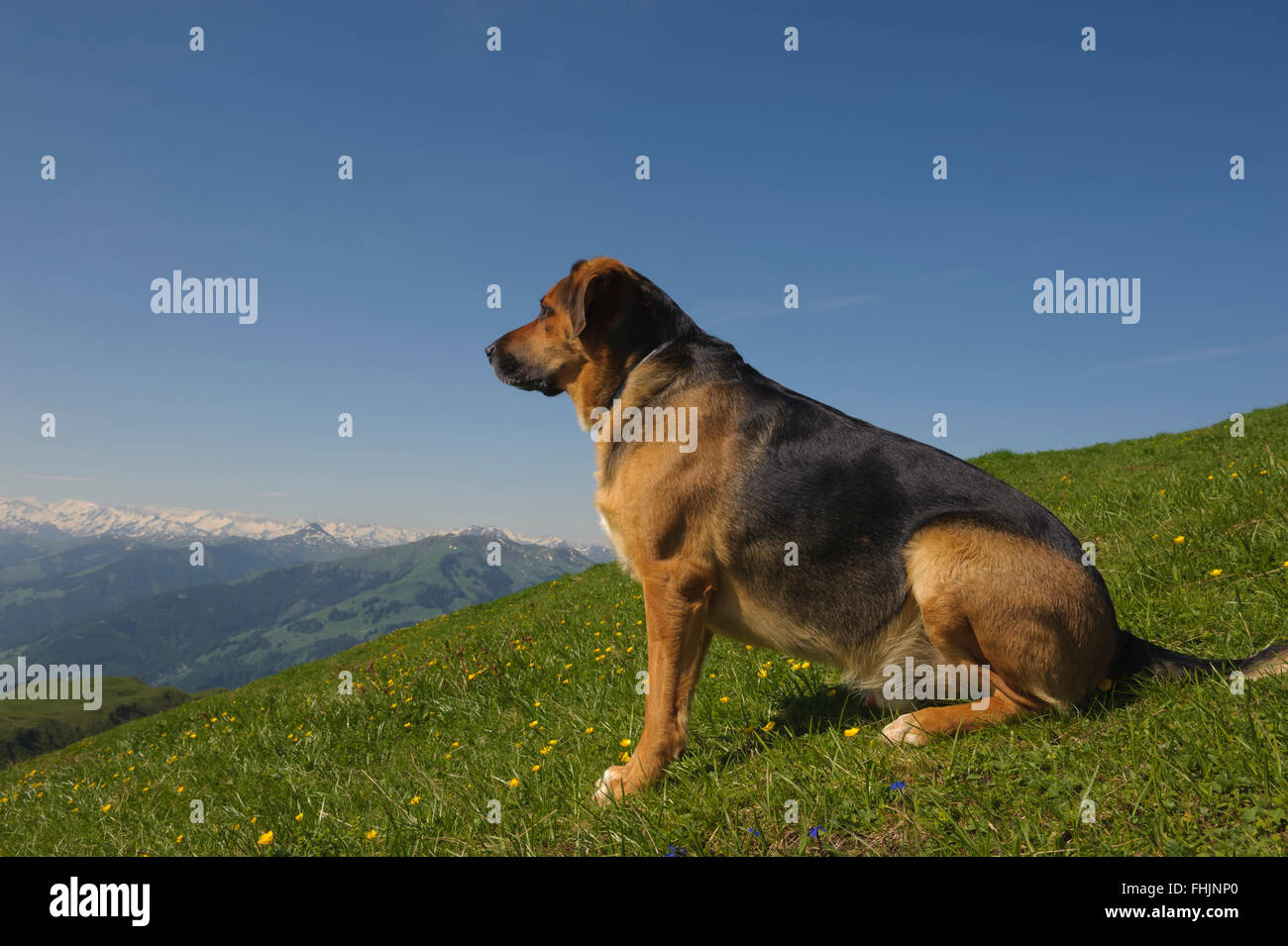 Grande cane alsaziano seduti sulle Alpi di Kitzbühel Kitzbühel. Austria. Europa Foto Stock