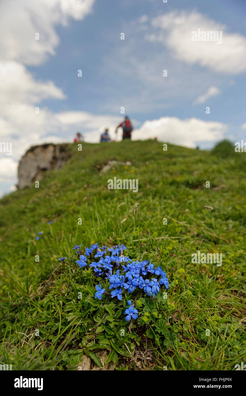 La molla la genziana (Gentiana verna) Alpine fiori selvatici al vertice di Karstein. Kitzbühel Kitzbühel. Austria Foto Stock