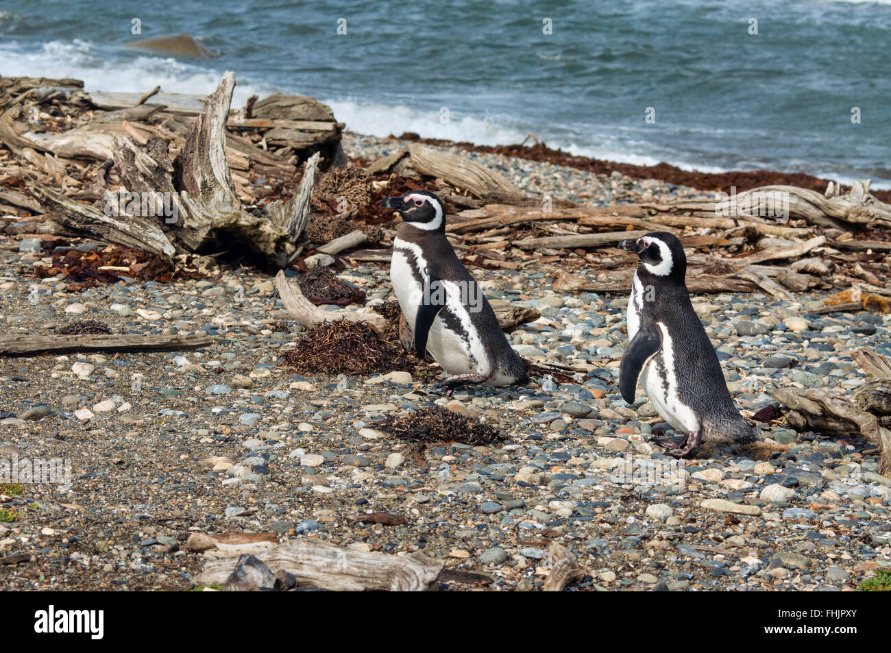 Due i pinguini di Magellano all'Otway Sound colonia di pinguini a Punta Arenas, Cile Foto Stock