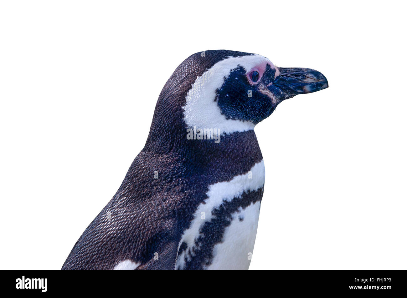 Profilo di Magellanic Penguin isolato su sfondo bianco con tracciato di ritaglio Foto Stock