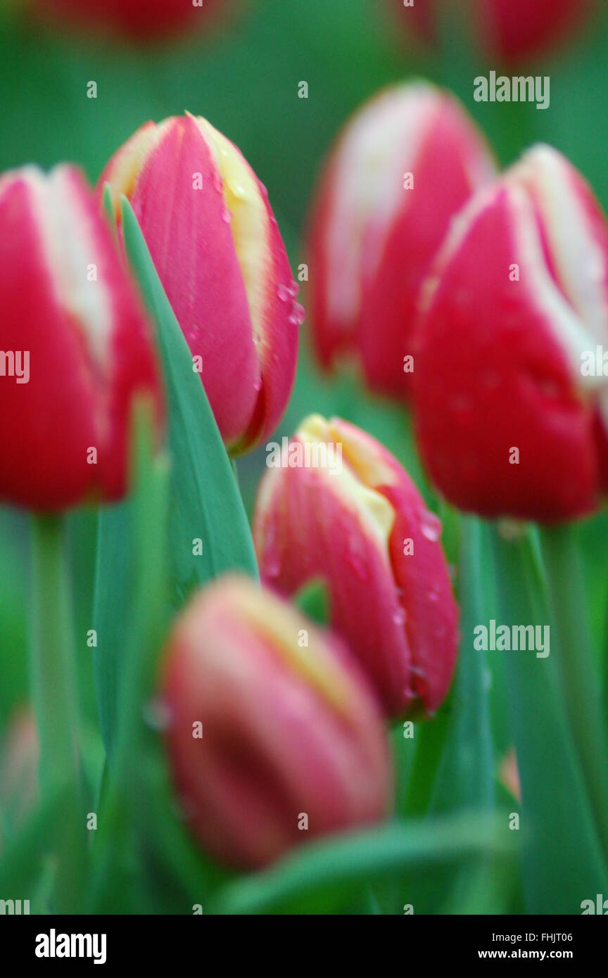 Incredibile pink tulip fiori estivi Foto Stock