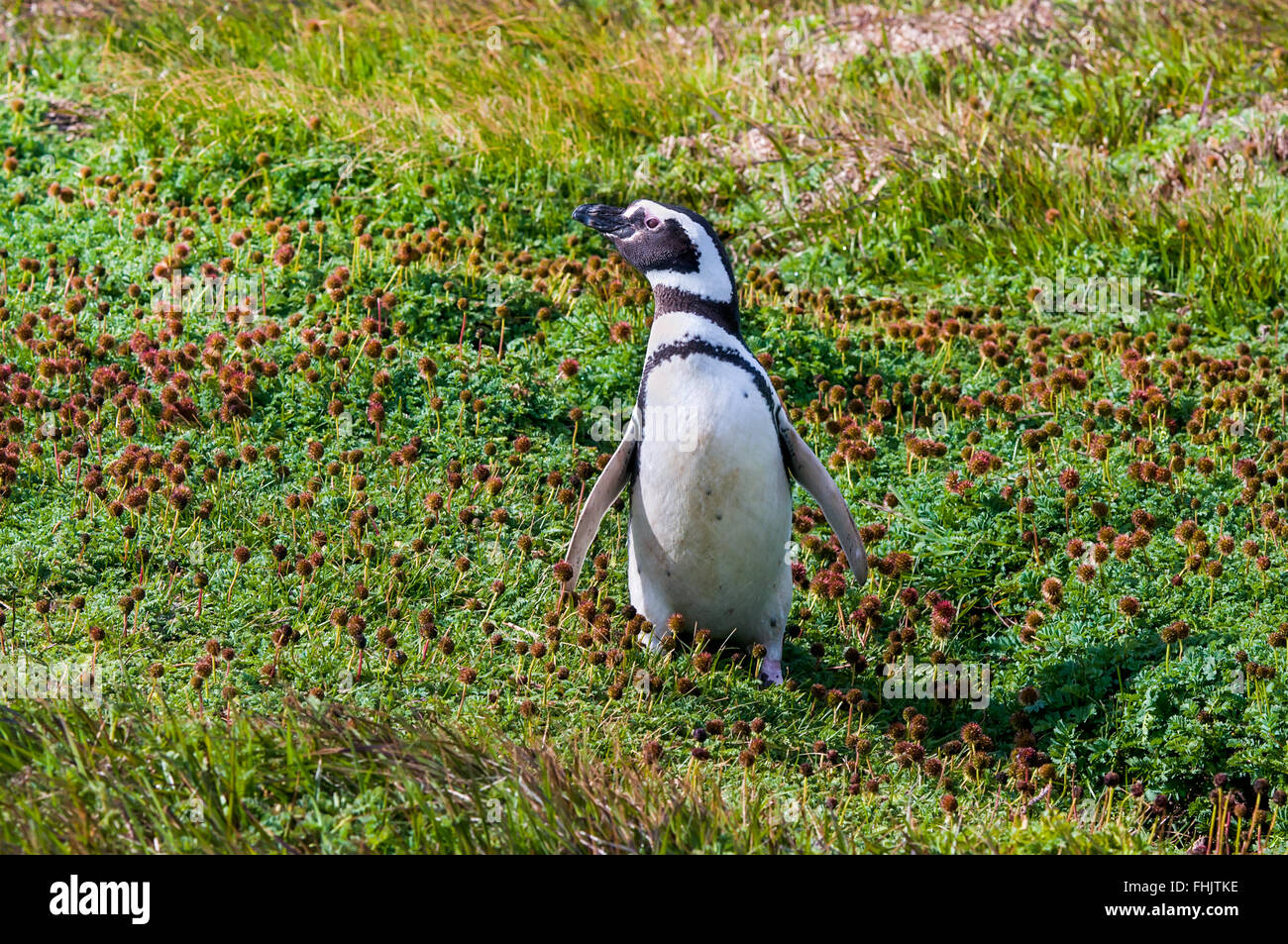 I pinguini di Magellano (Spheniscus magellanicus) presso la costa del Seno Otway, Cile Foto Stock