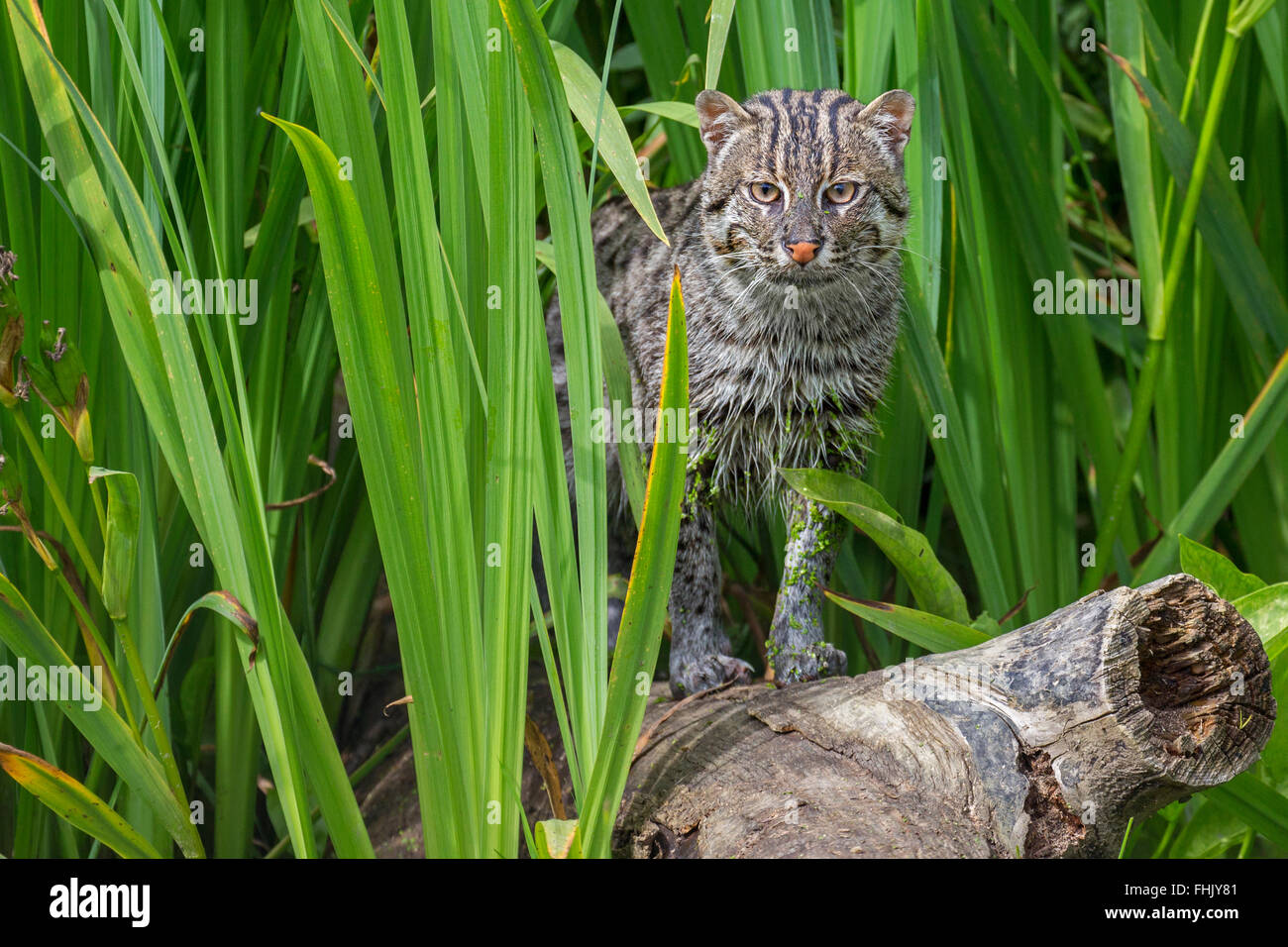 Gatto di pesca Foto Stock
