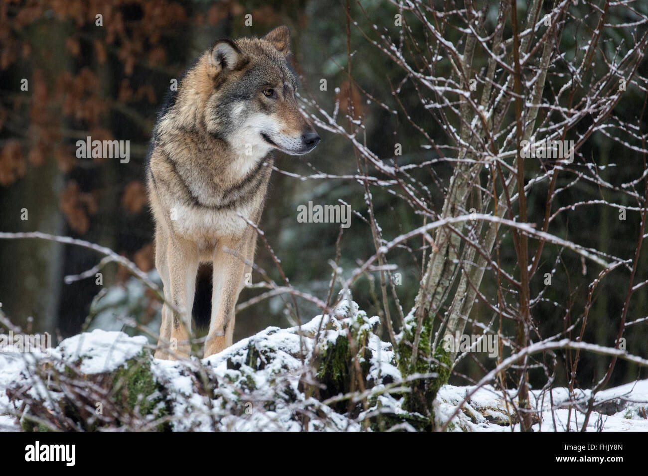 Lupo grigio nella neve Foto Stock