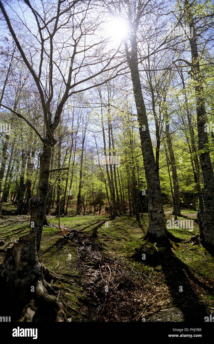 Italia, Basilicata, Parco Nazionale del Pollino, legno Foto Stock