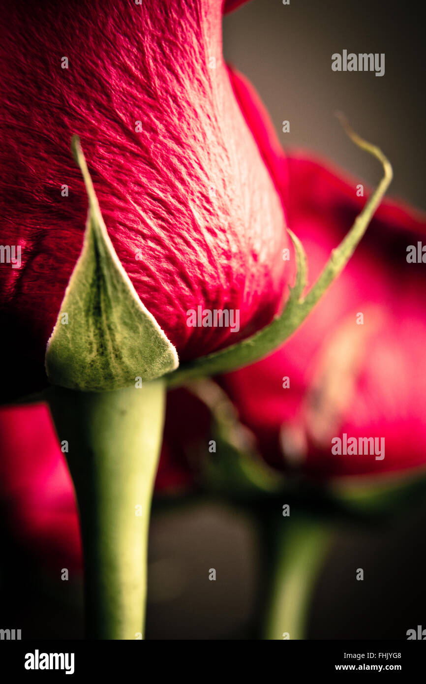 Extreme closeup di red rose con buio luce drammatica e toni Foto Stock