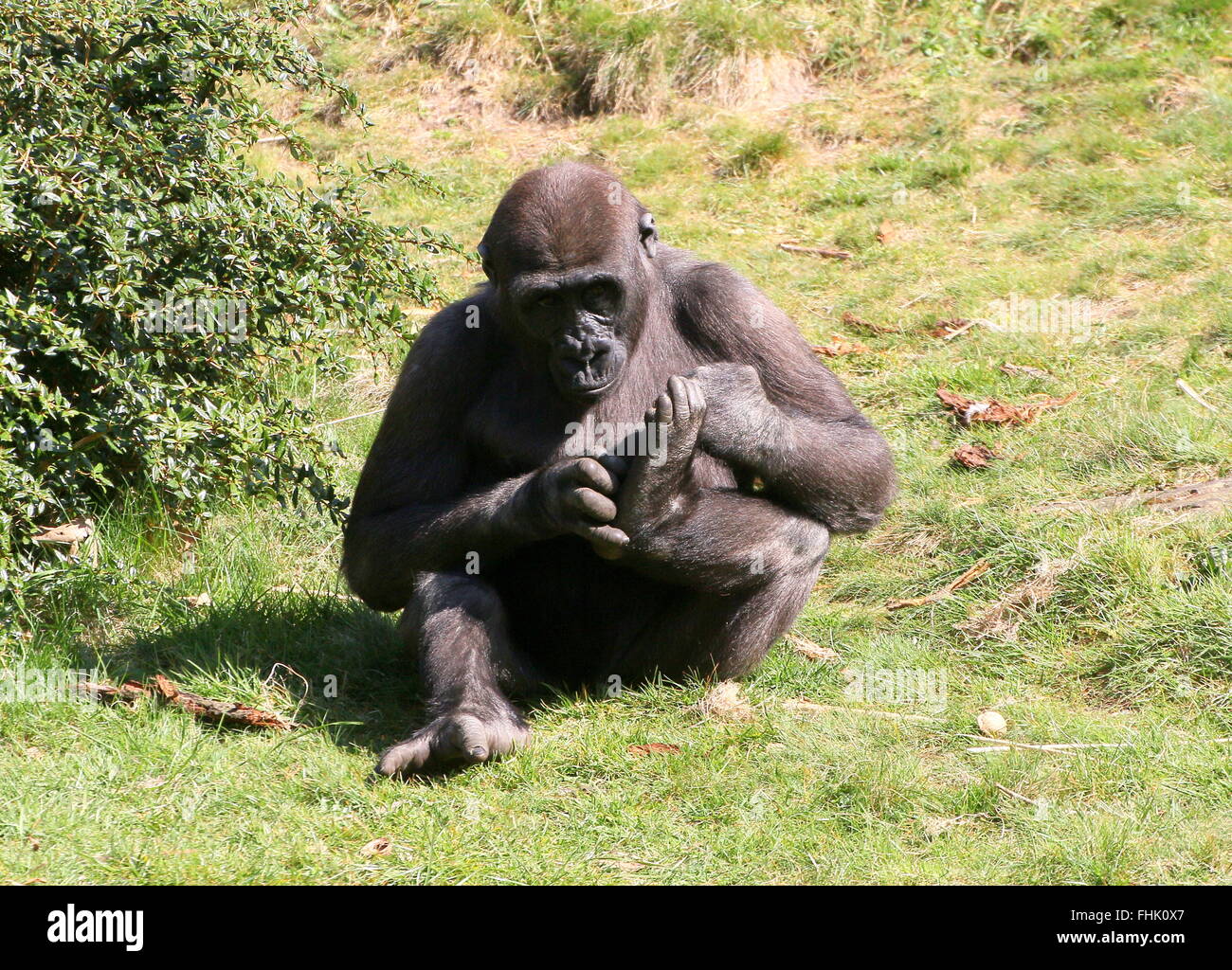 Giovane maschio pianura occidentale gorilla studiando proprio piede Foto Stock