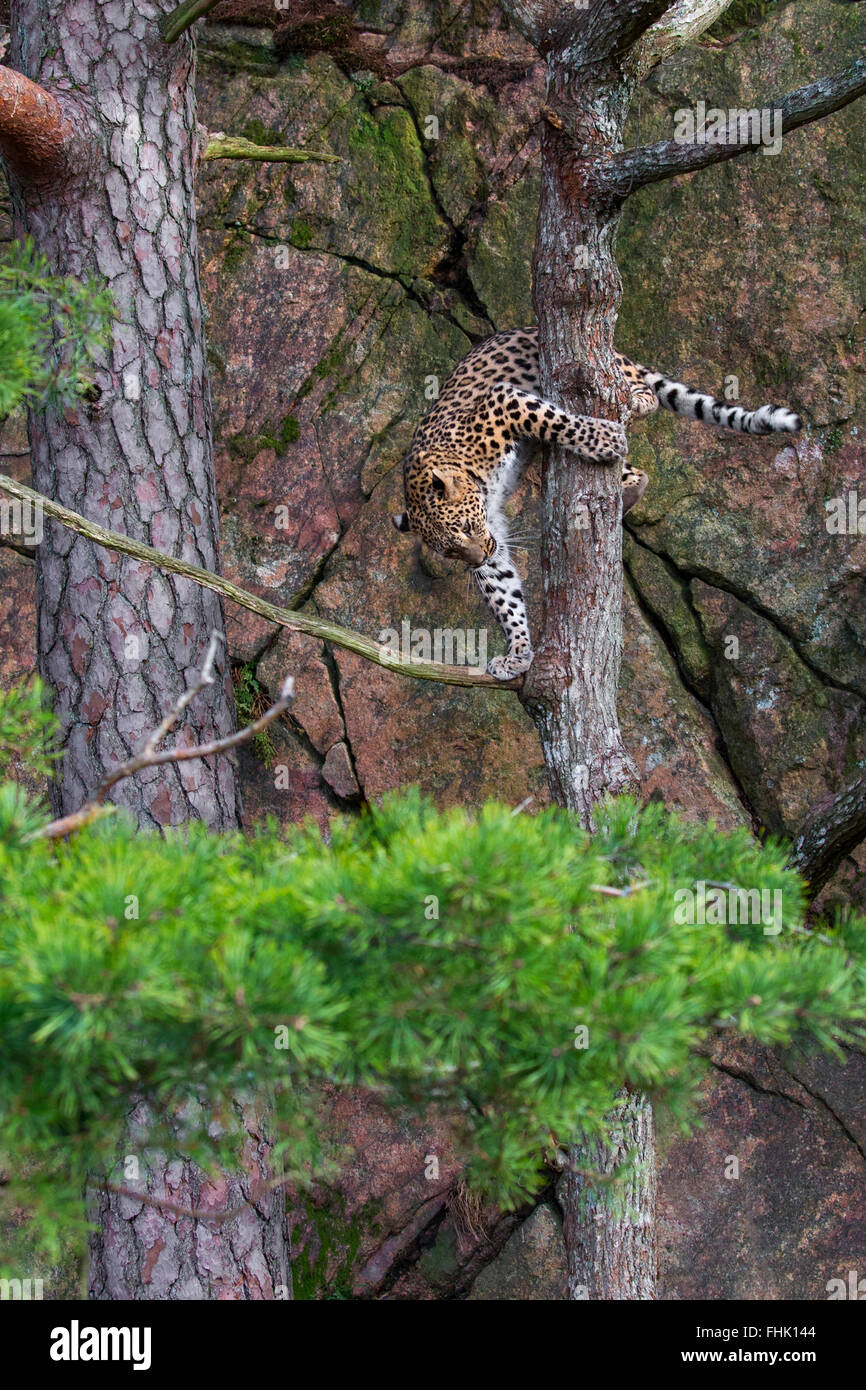 Arrampicata leopardo persiano Foto Stock