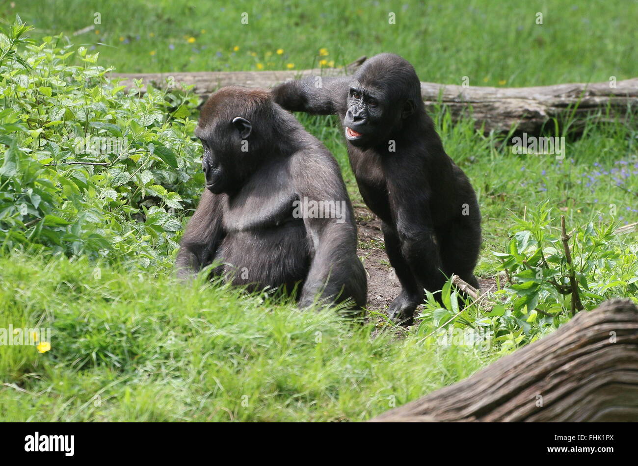 Maliziosa giovane maschio pianura occidentale gorilla di punzonatura il suo più vecchio gemelli Foto Stock