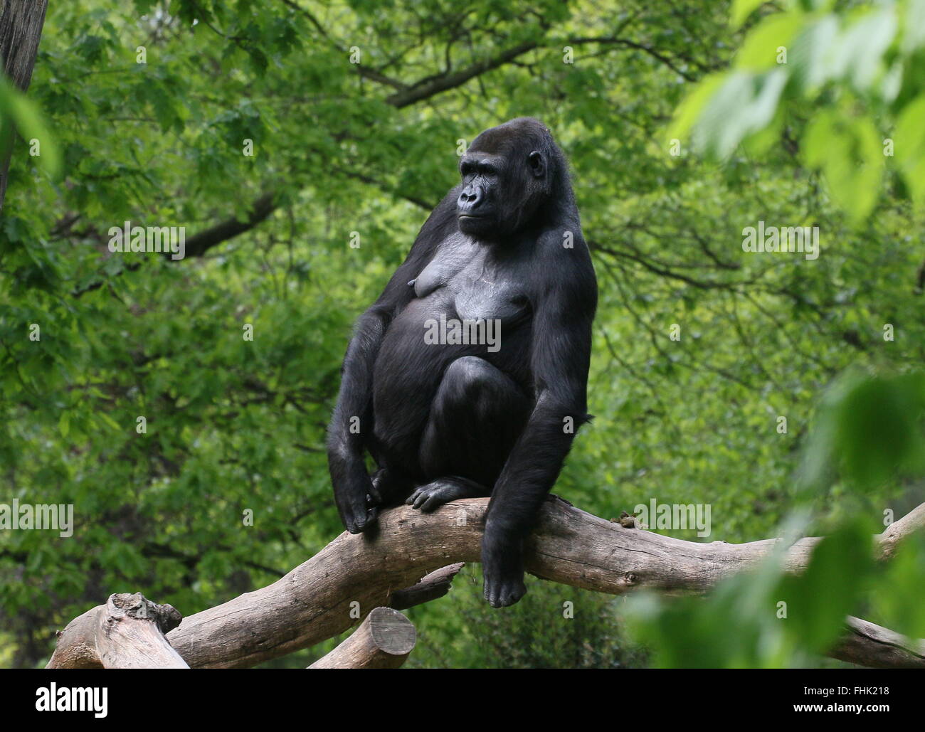 Giovane femmina pianura occidentale gorilla seduto su un ramo Foto Stock