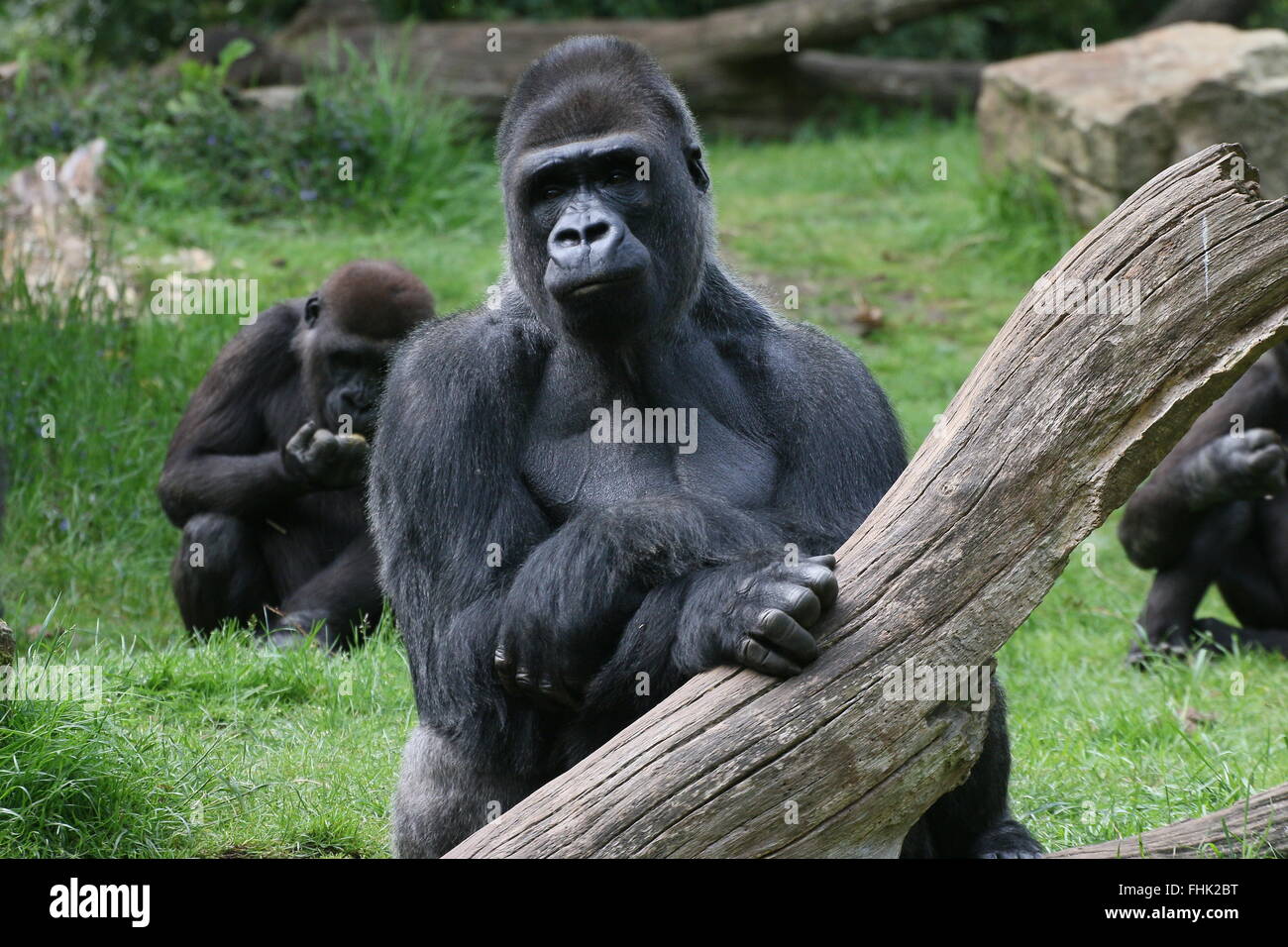 Coppia silverback Western pianura gorilla, un altro giovane gorilla in background Foto Stock