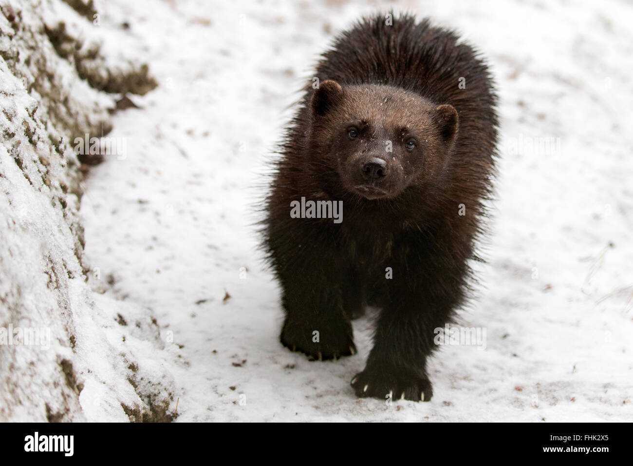 Wolverine nella neve Foto Stock