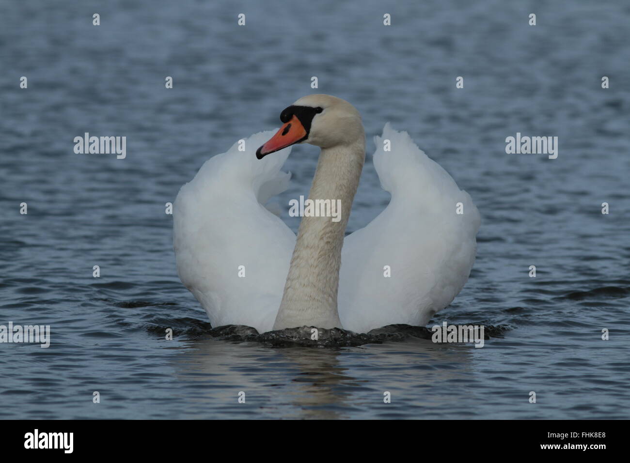 Sveratura anteriore sul nuoto Mute Swan Swan (Cygnus olor) / Swan Wings Foto Stock
