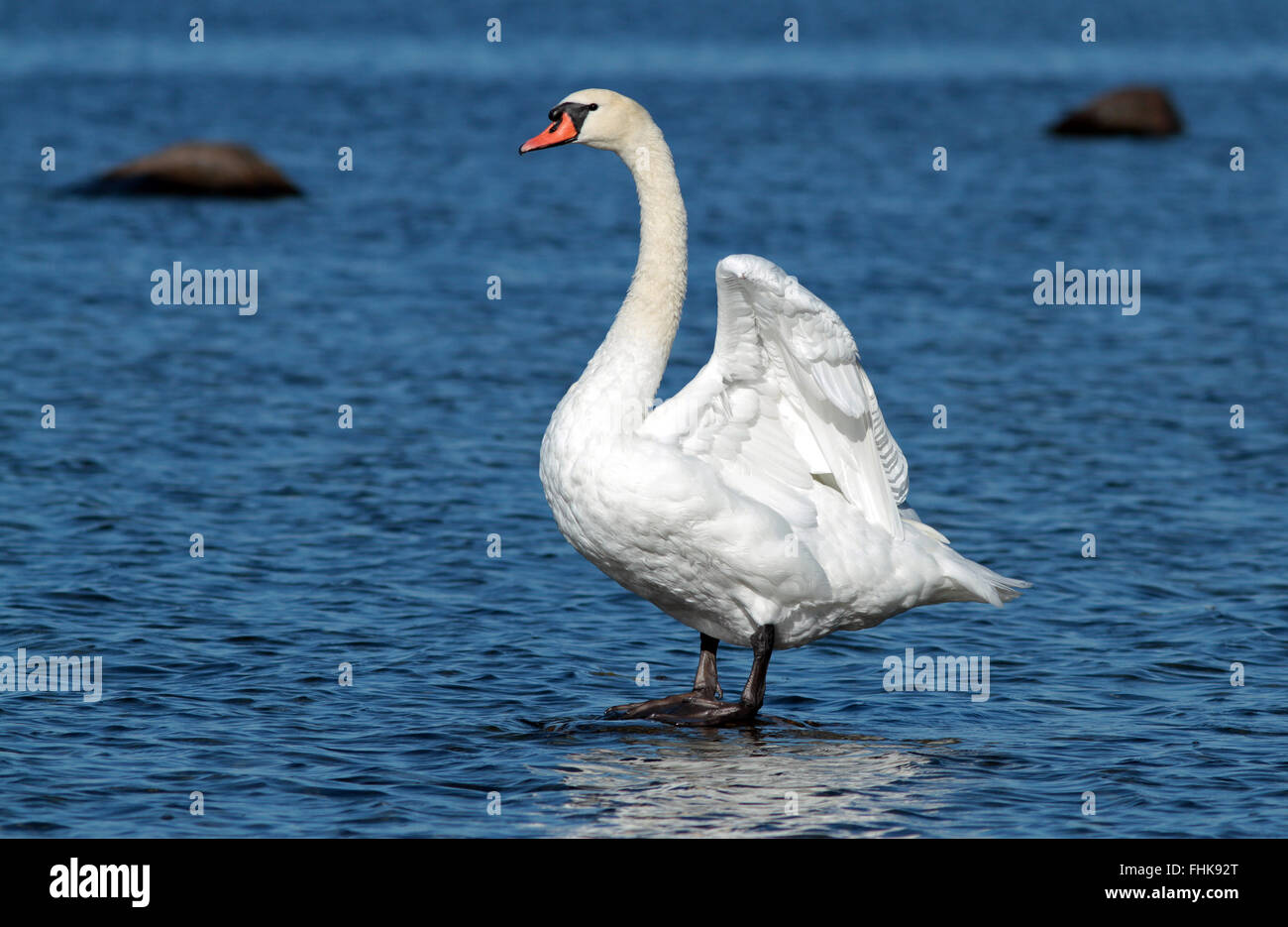 Muto cigno, in piedi su roccia in acqua, con ali sollevate Foto Stock