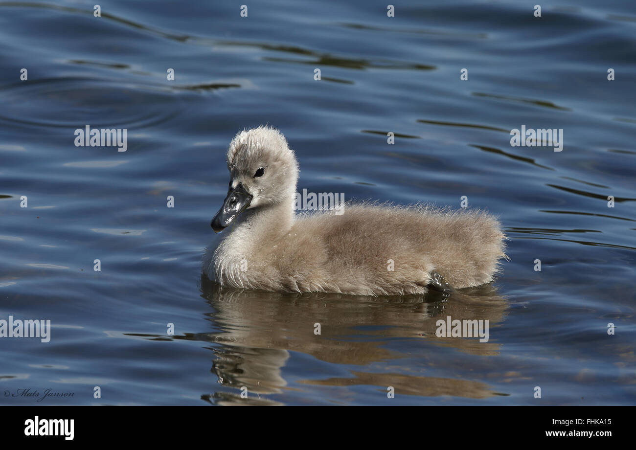 Mute cigno pulcino, Baby Swan Foto Stock