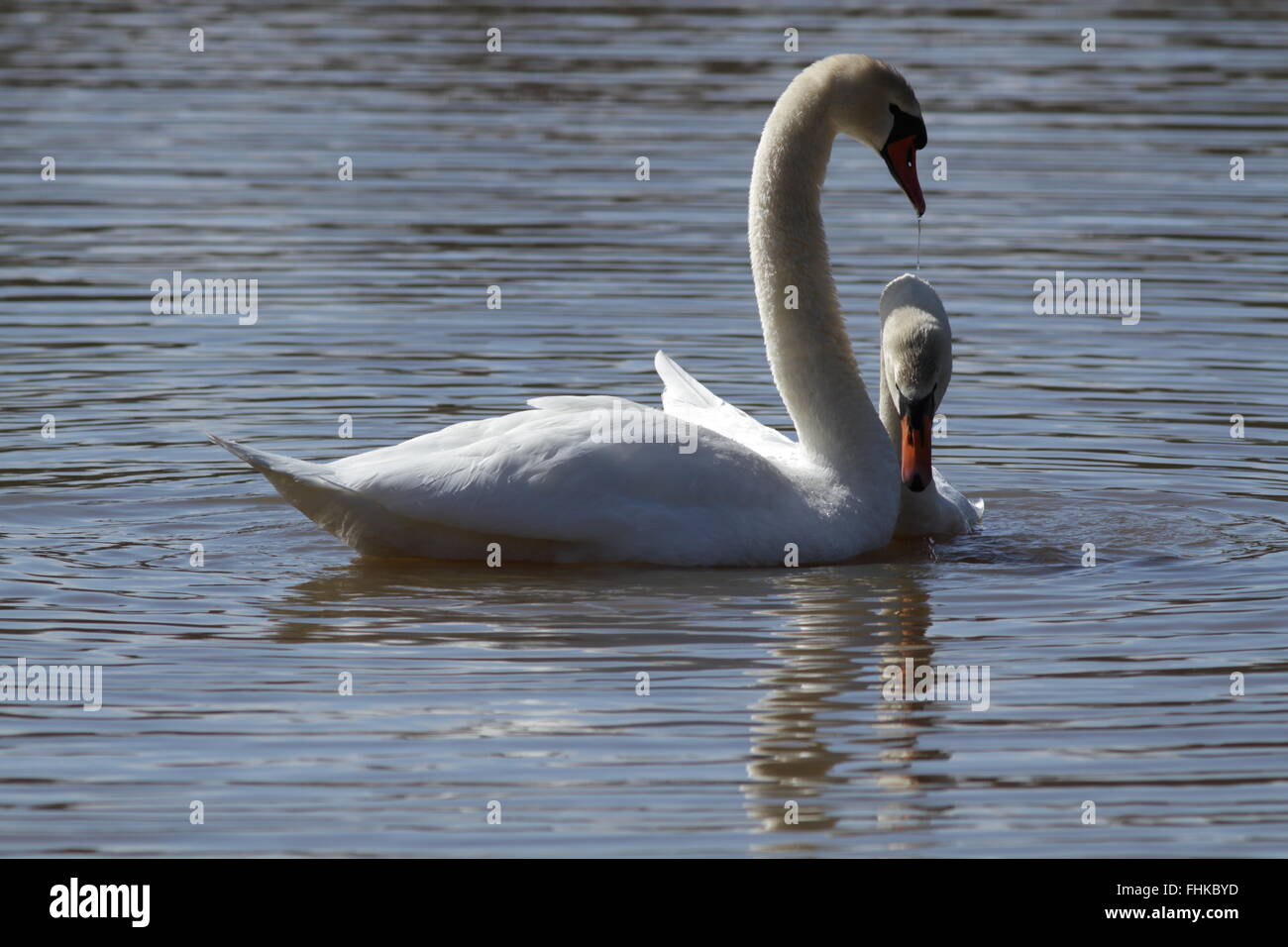 Coppia di cigni di accoppiamento, serie di 4 immagini Foto Stock
