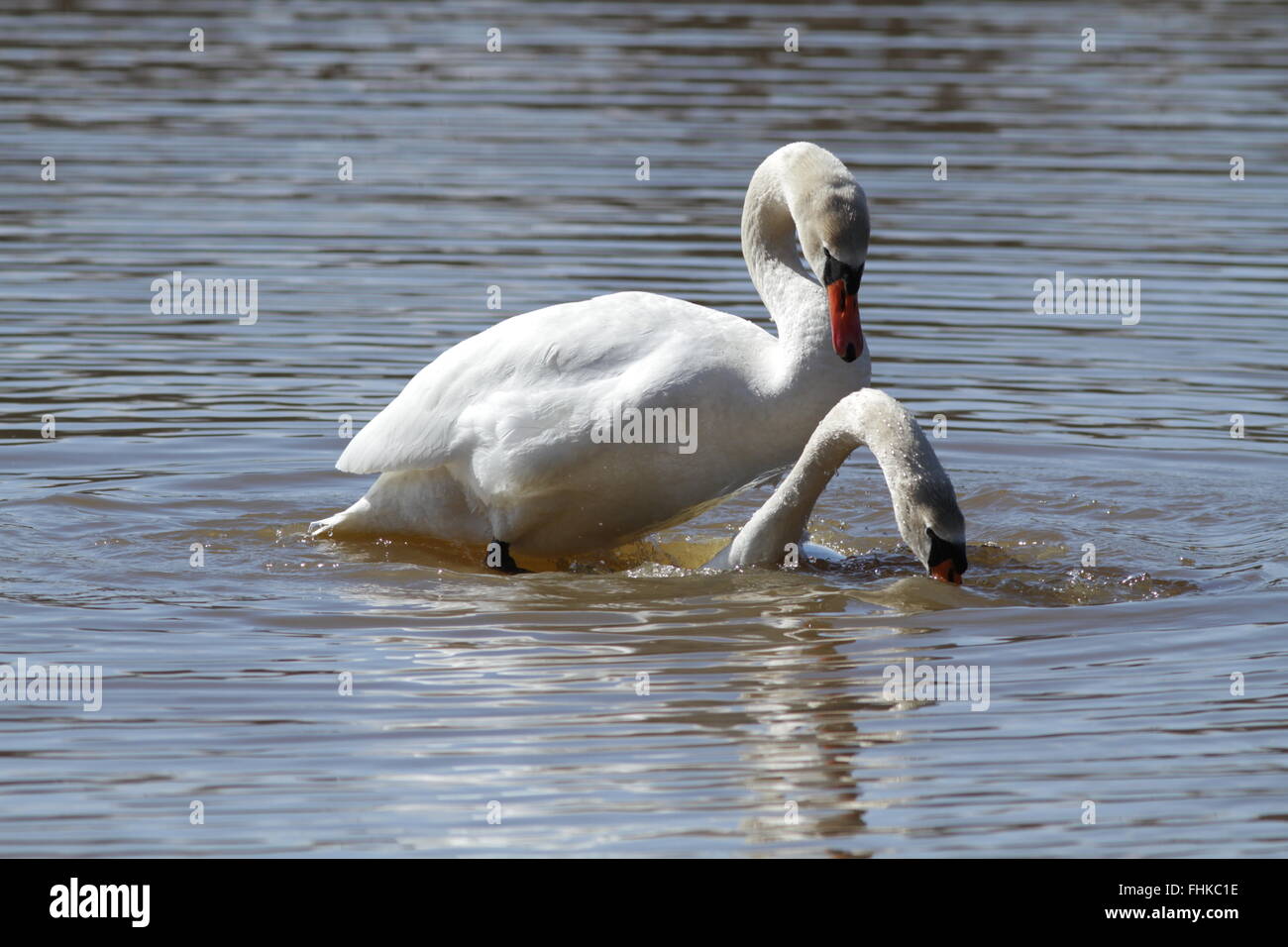 Coppia di cigni di accoppiamento, serie di 4 immagini Foto Stock