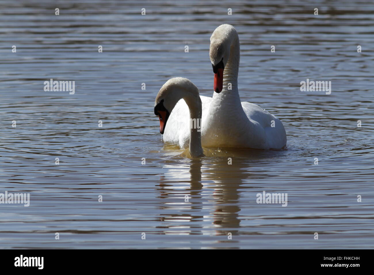 Coppia di cigni di accoppiamento, serie di 4 immagini Foto Stock