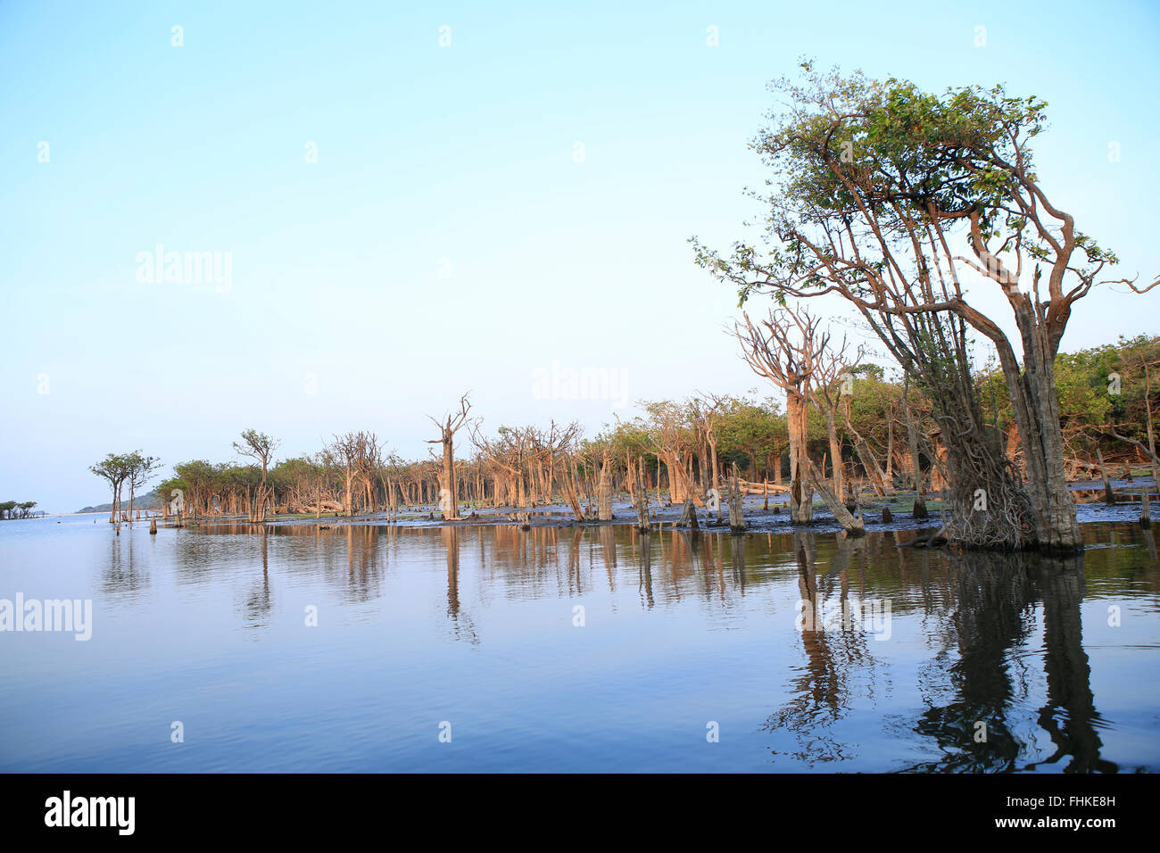 Brasile, Amazzonia, Varzea - foresta paludosa stagionalmente allagata, Tapajos fiume vicino Alter do Chao, Santarem, Para stato Foto Stock