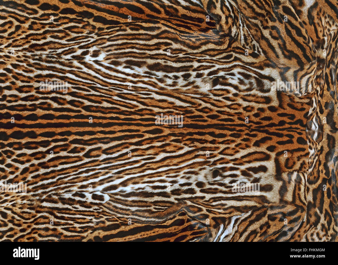 Leopard pelliccia Foto Stock