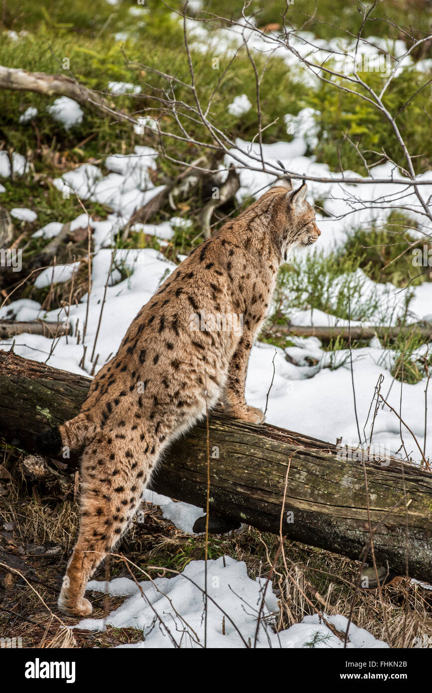 Eurasian (Lynx Lynx lynx) caccia e in cerca di preda nella taiga nella neve in inverno / molla Foto Stock