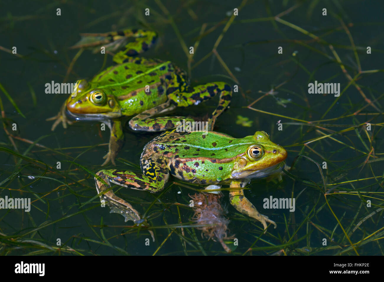 Due rane commestibili / rana verde (Pelophylax kl. esculentus / Rana kl. esculenta) flottante in stagno nella stagione degli amori Foto Stock