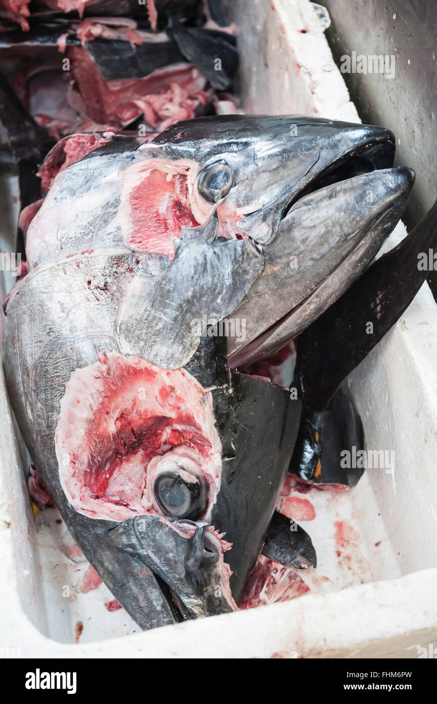 Teste di tonno, il Mercato del Pesce di Tsukiji, Tokyo, Giappone Foto Stock