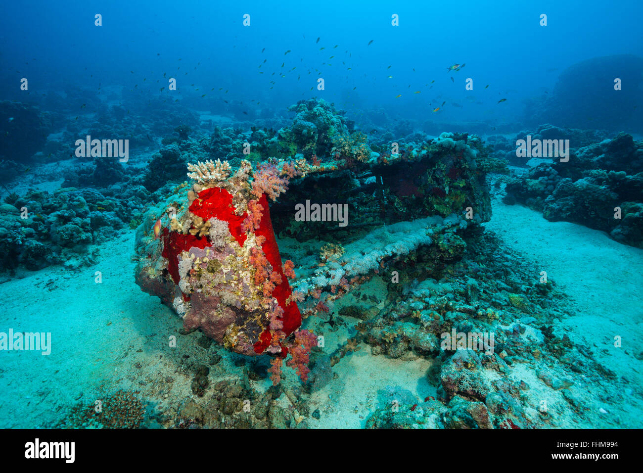 Gabbia di squalo di Jacques Cousteau, Shaab Rumi, Mar Rosso, Sudan Foto Stock