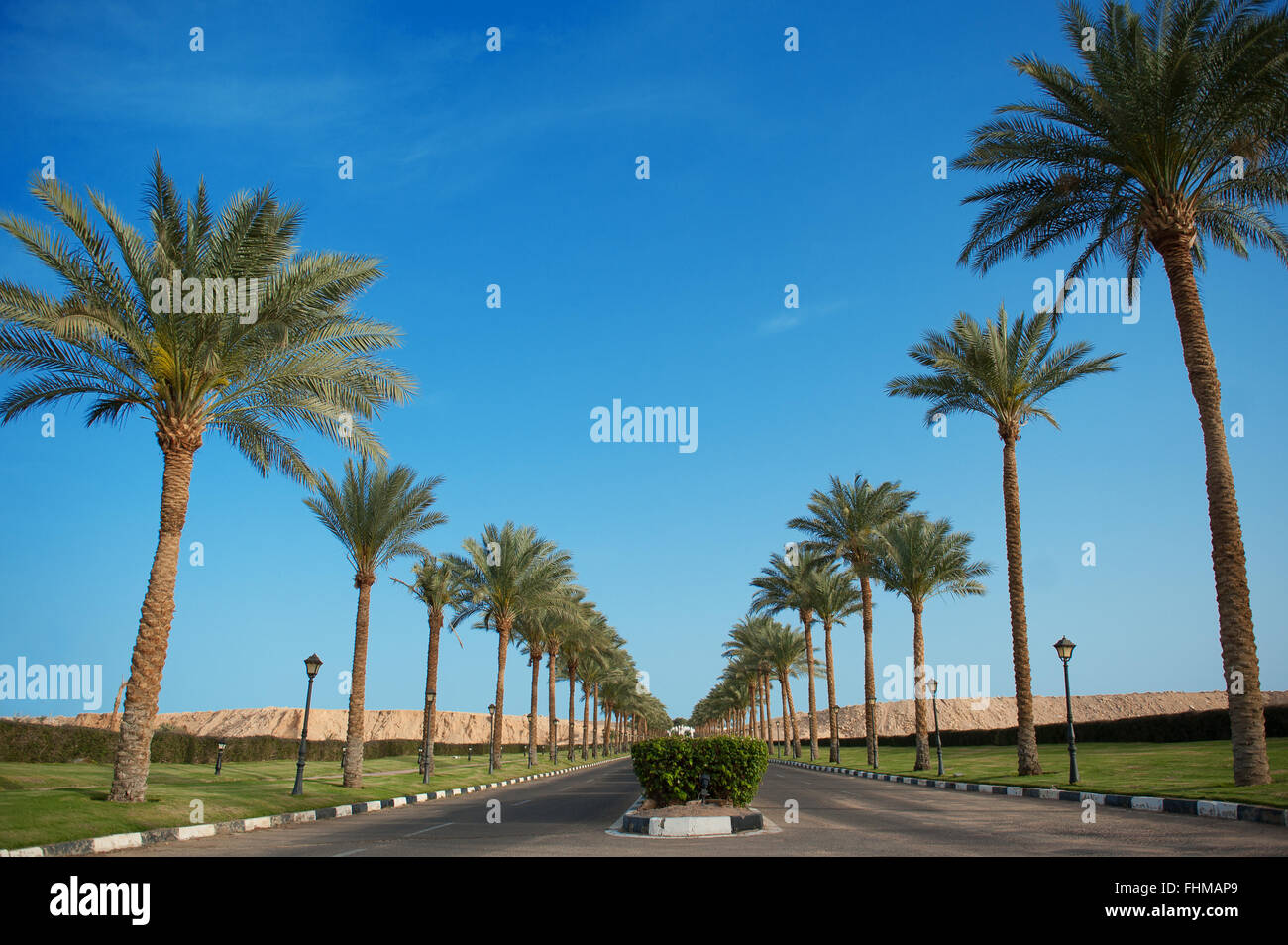 Palme lungo la strada e un bel cielo azzurro Foto Stock