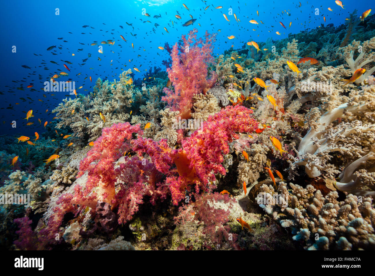 Coloured Soft Coral Reef, Shaab Rumi, Mar Rosso, Sudan Foto Stock