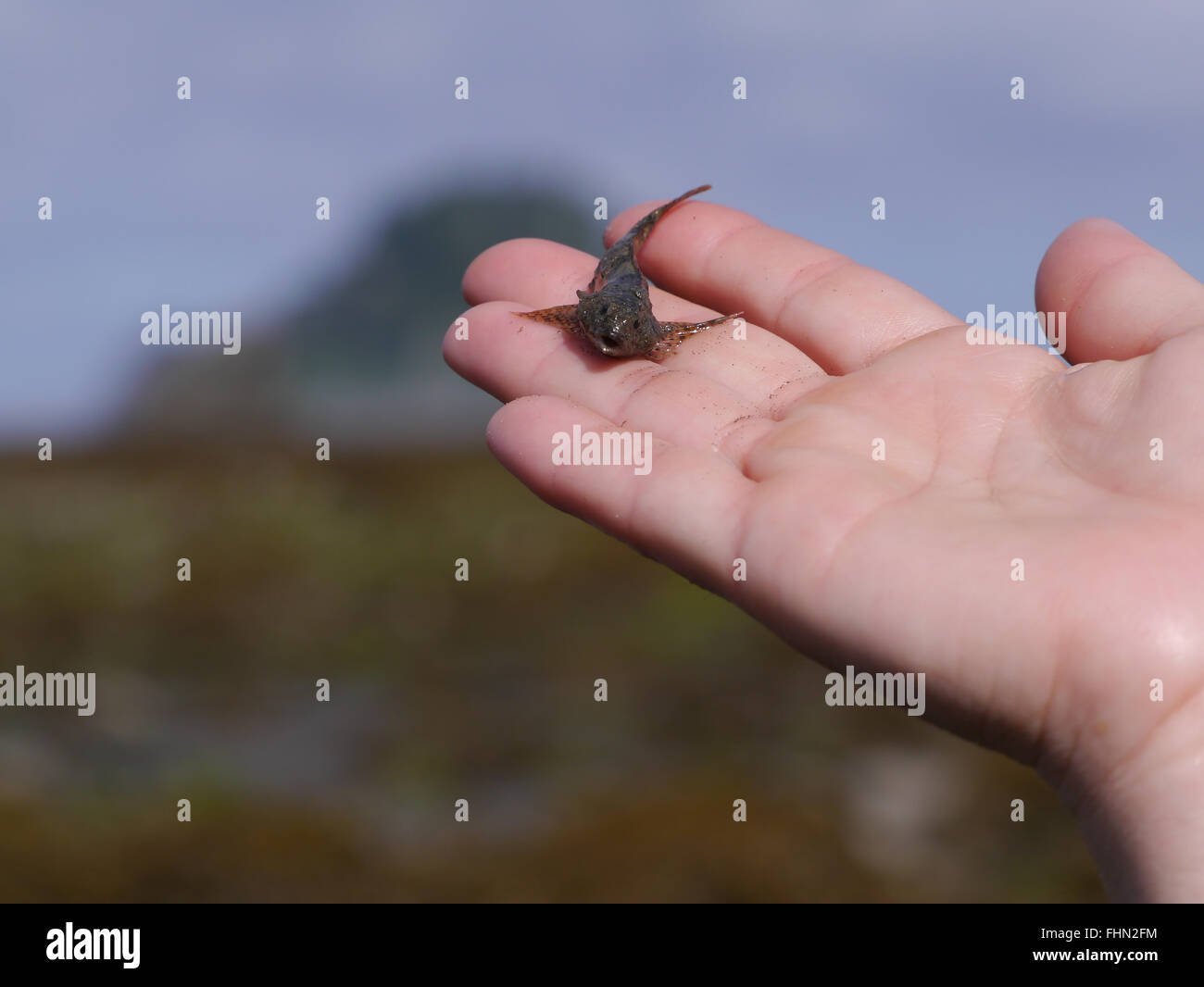 Piccolo pesce in mano umana all'oceano con sfondo sfocato Foto Stock