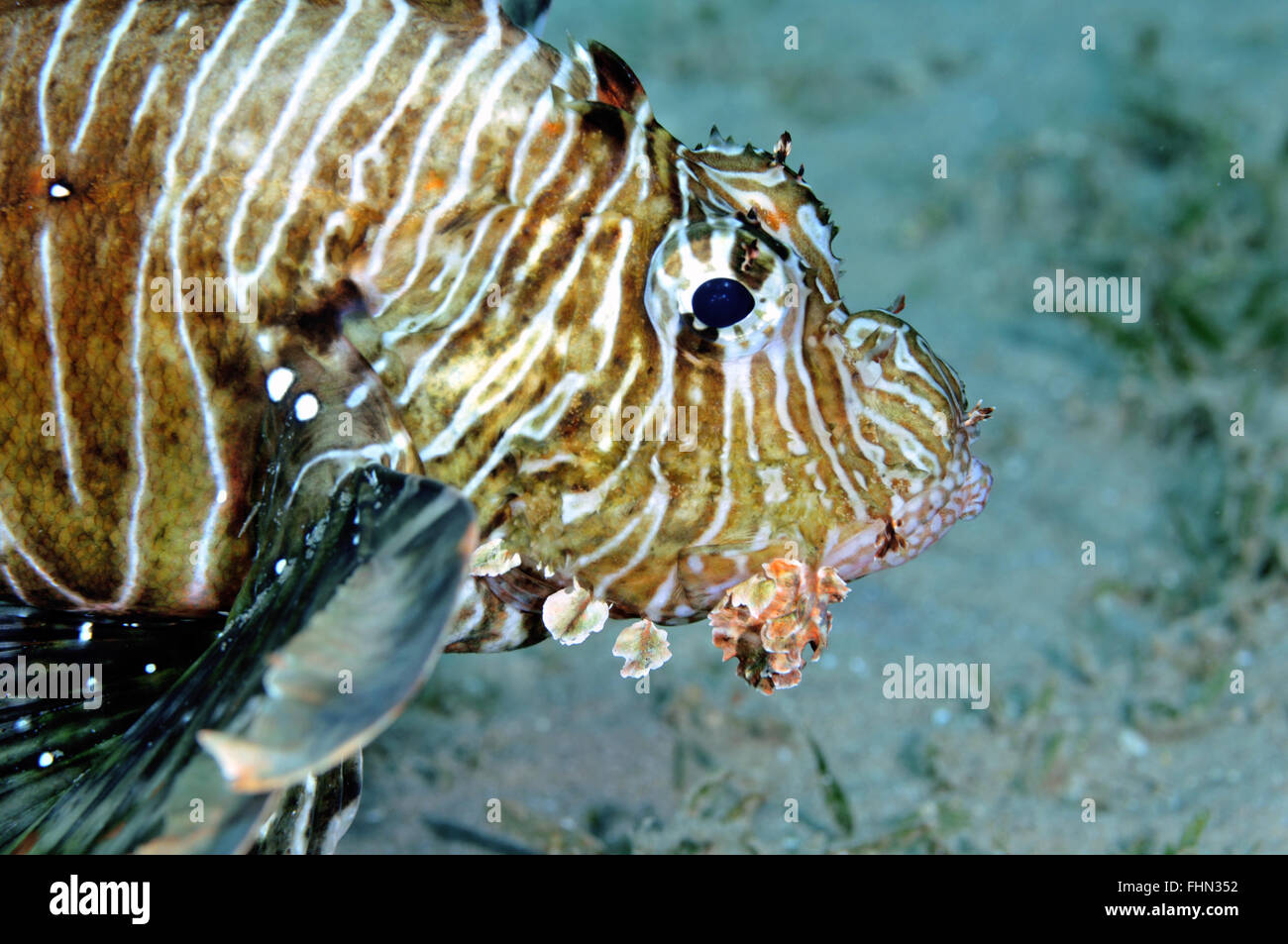 Turkeyfish o pesci leone, pterois volitans, Eilat, Mar Rosso, Israele Foto Stock