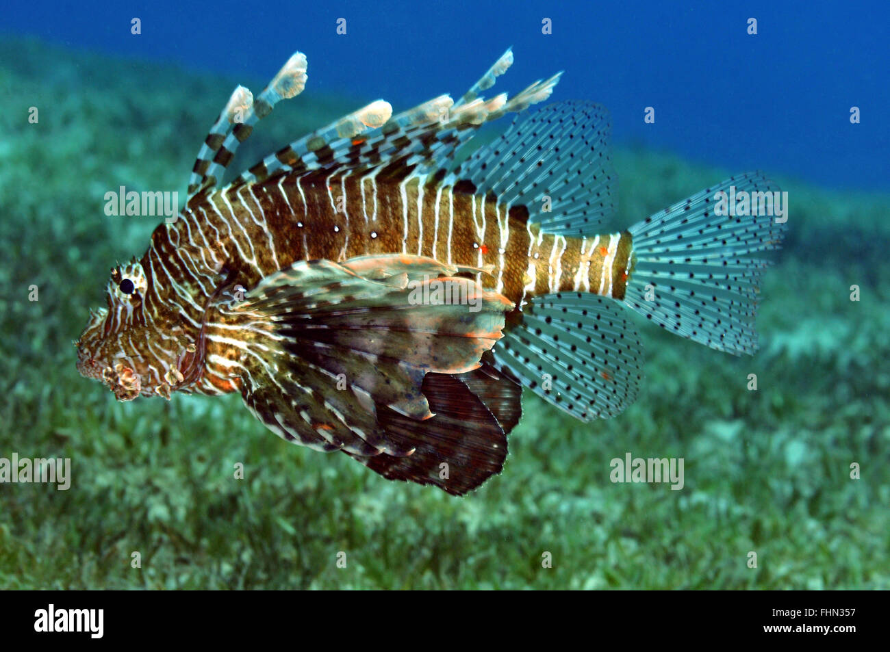 Turkeyfish o pesci leone, pterois volitans, Eilat, Mar Rosso, Israele Foto Stock