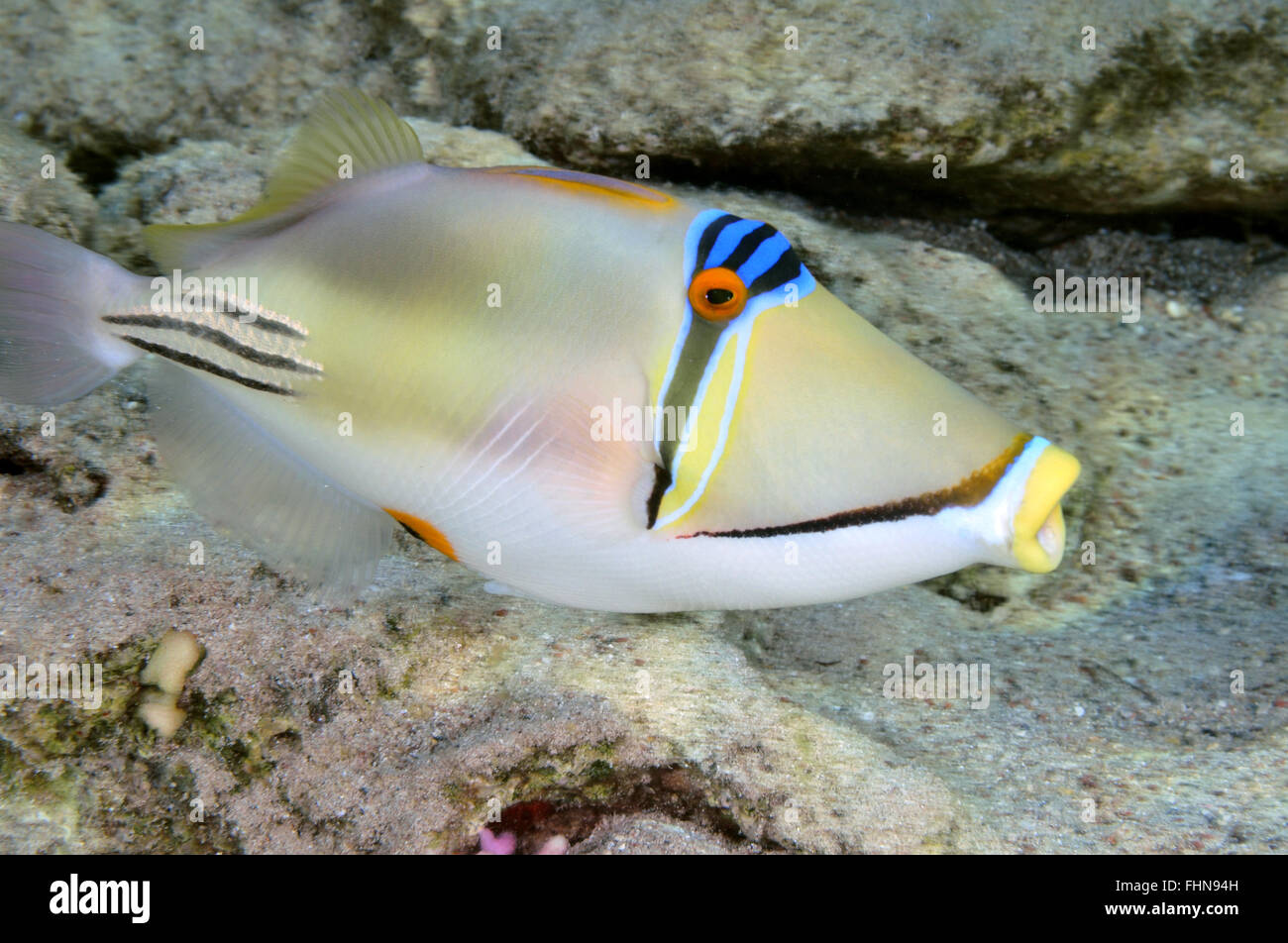Arabian Picasso pesci balestra, Rhinecanthus assasi, Eilat, Mar Rosso, Israele Foto Stock