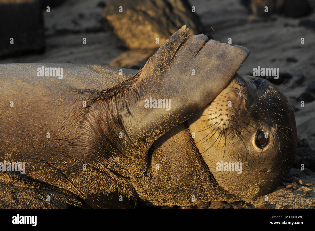 Hawaiian foca monaca in appoggio sulla spiaggia al tramonto, Monachus schauinslandi, endemica e criticamente le specie in via di estinzione, Halona Co Foto Stock