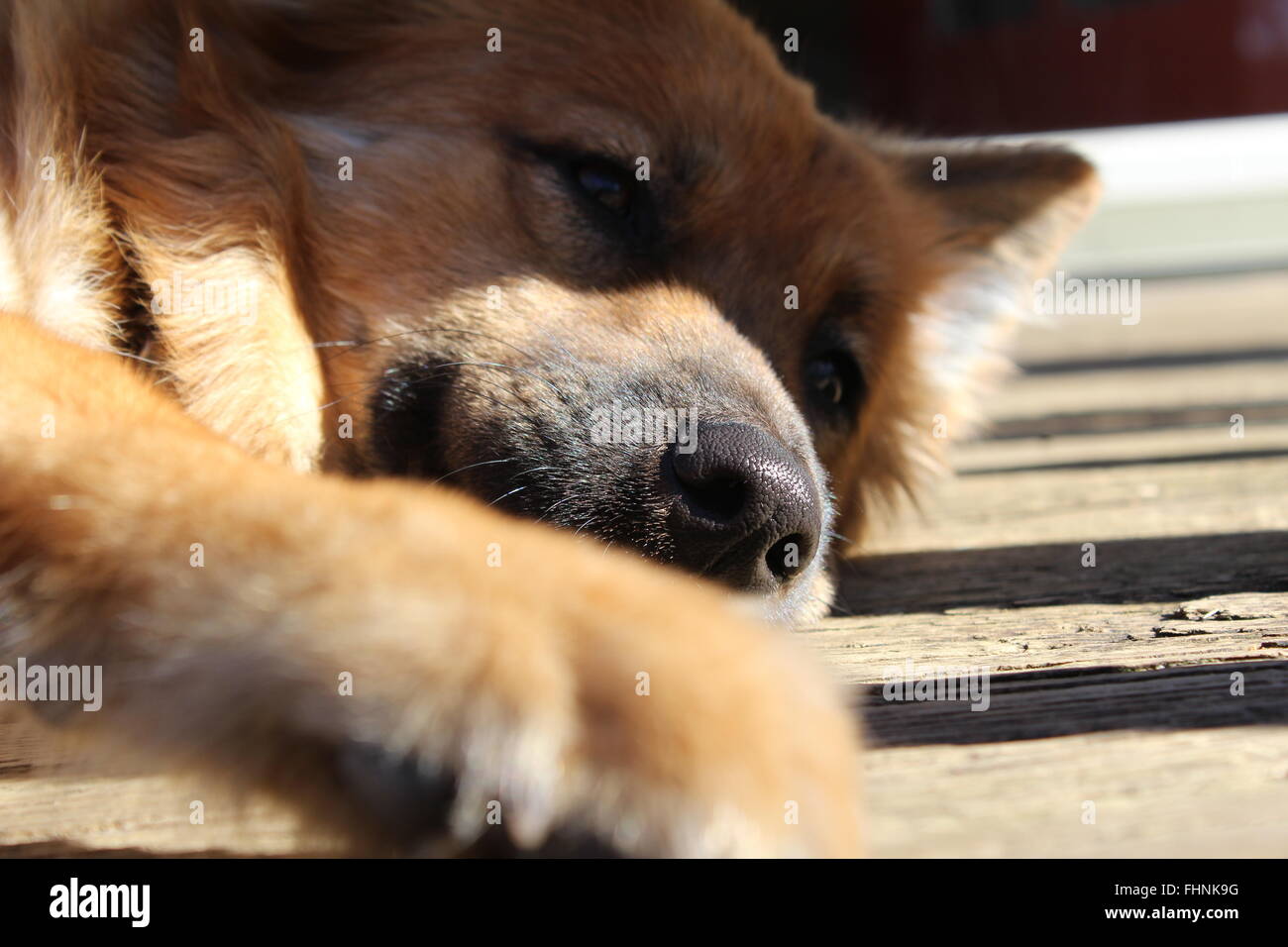 Un cucciolo di pisolino pomeridiano al sole Foto Stock