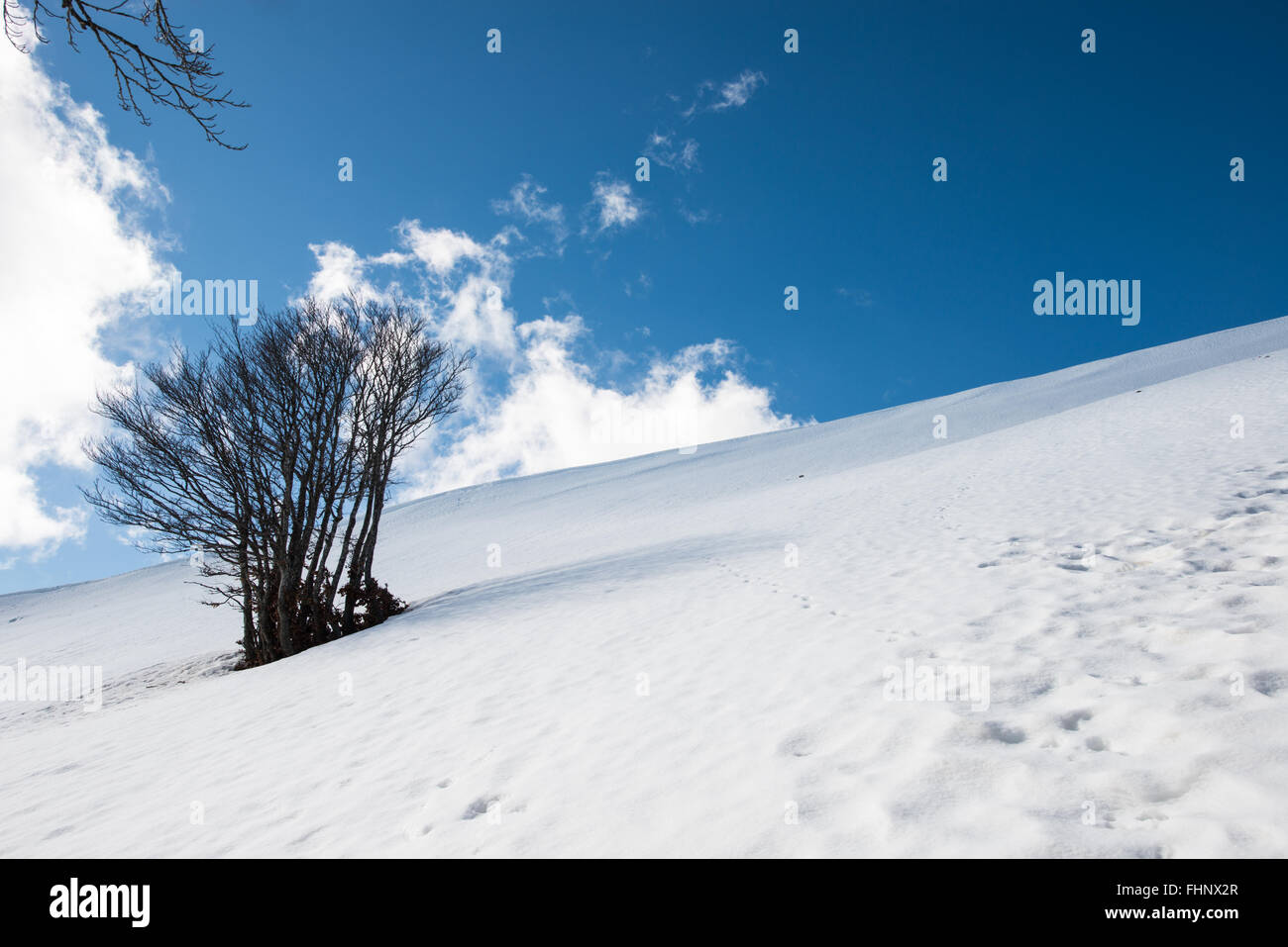 Gruppo di alberi nella neve Foto Stock