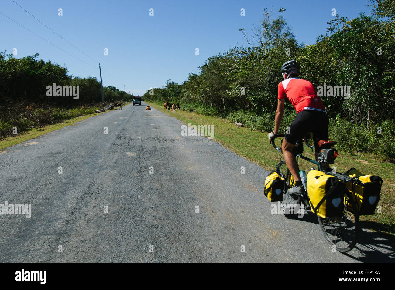 Un ciclista si avvicina il bestiame di dormire sulla strada a Cuba. Foto Stock