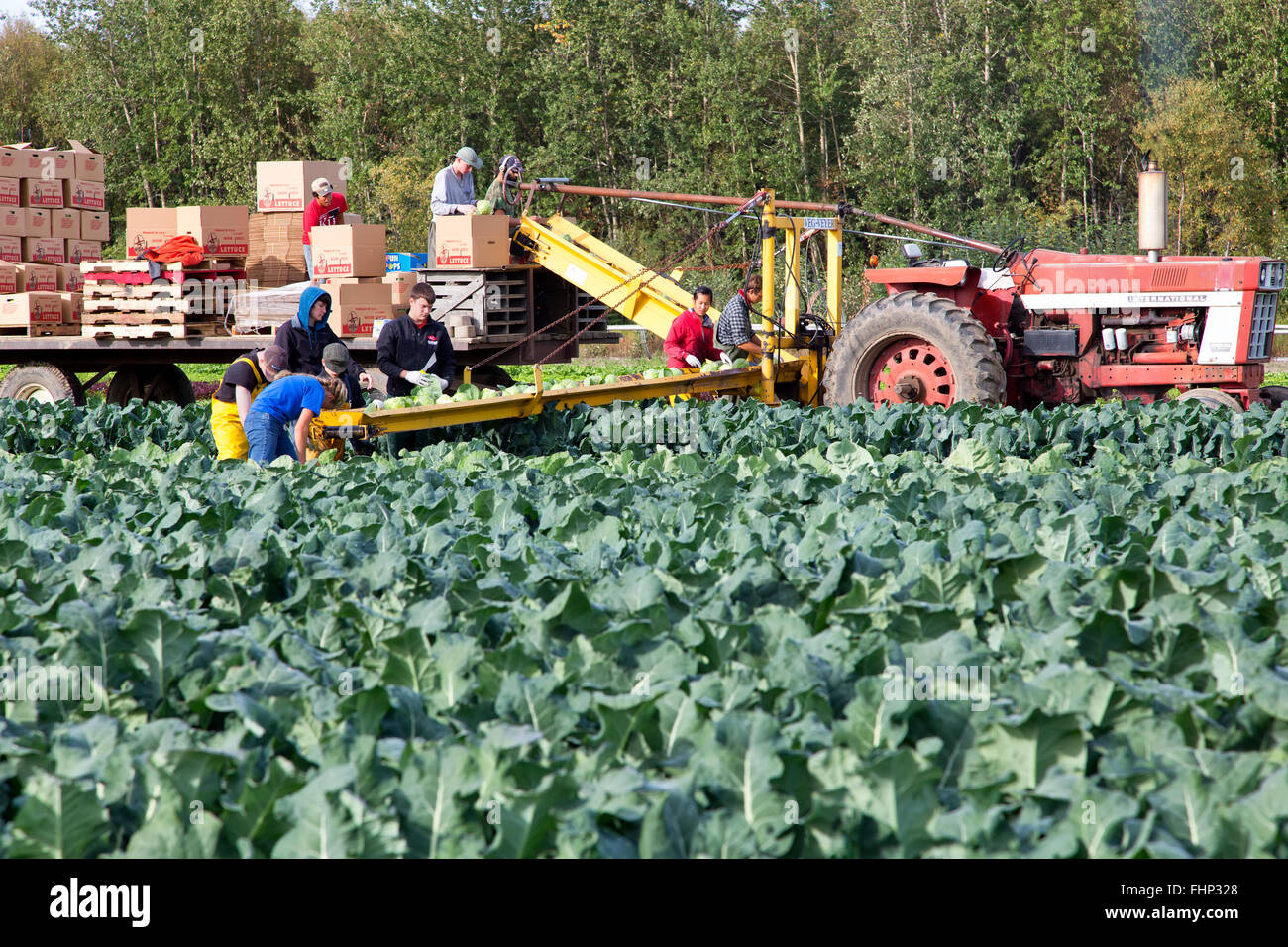 Lavoratori agricoli che cavolo di raccolta " Brassica oleracea', Trattore Internazionale tirando il convogliatore e rimorchio. Foto Stock
