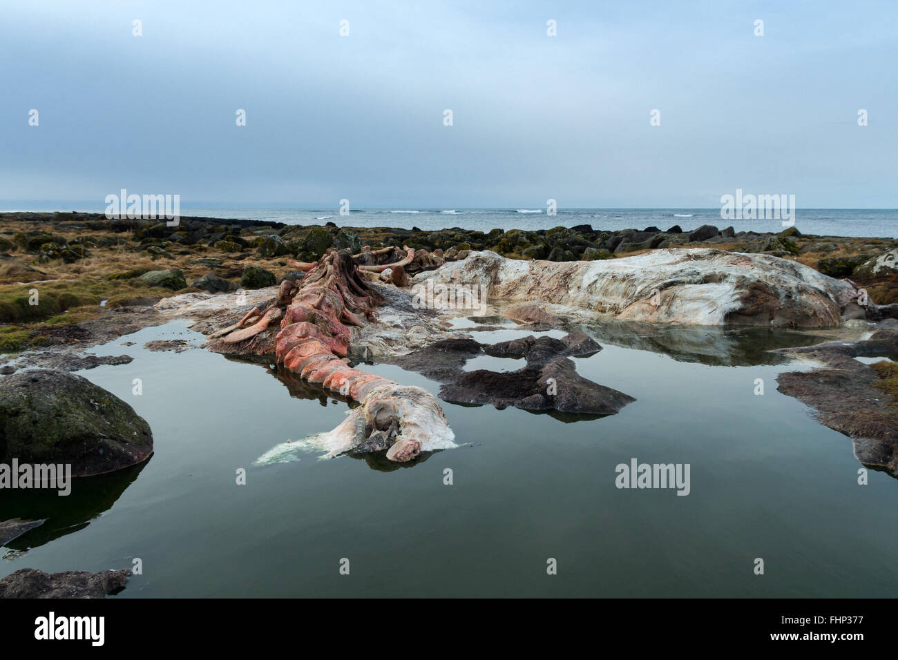 vertebra di balena Foto Stock