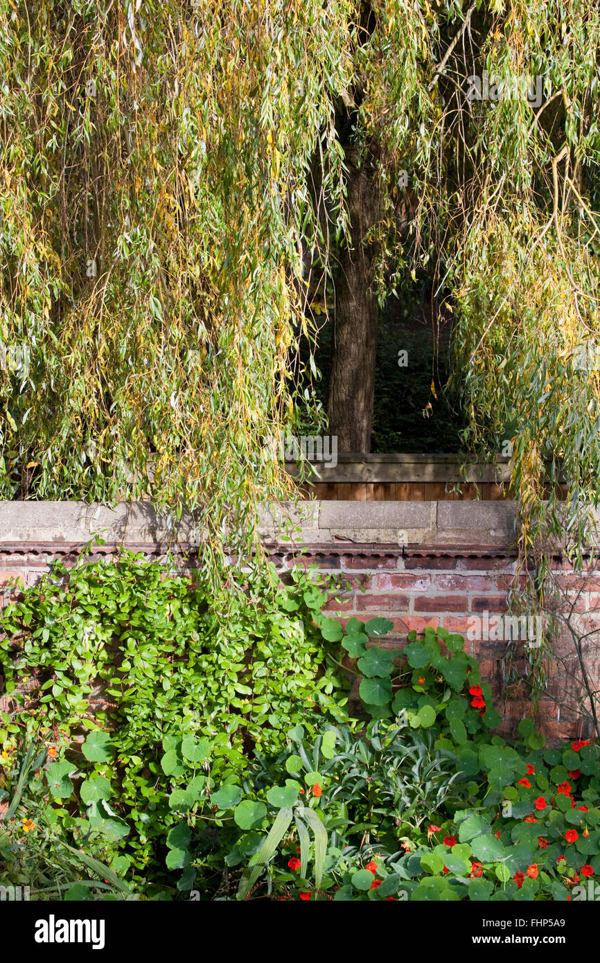 Salice piangente albero e giardino fiorito in ottobre, REGNO UNITO Foto  stock - Alamy