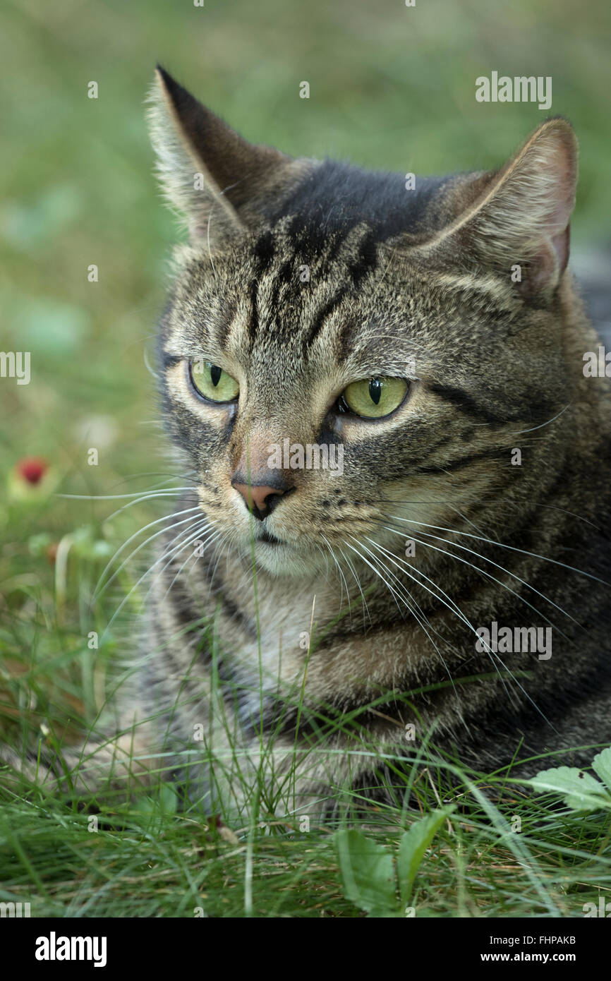 I gatti domestici cat all'aperto Foto Stock