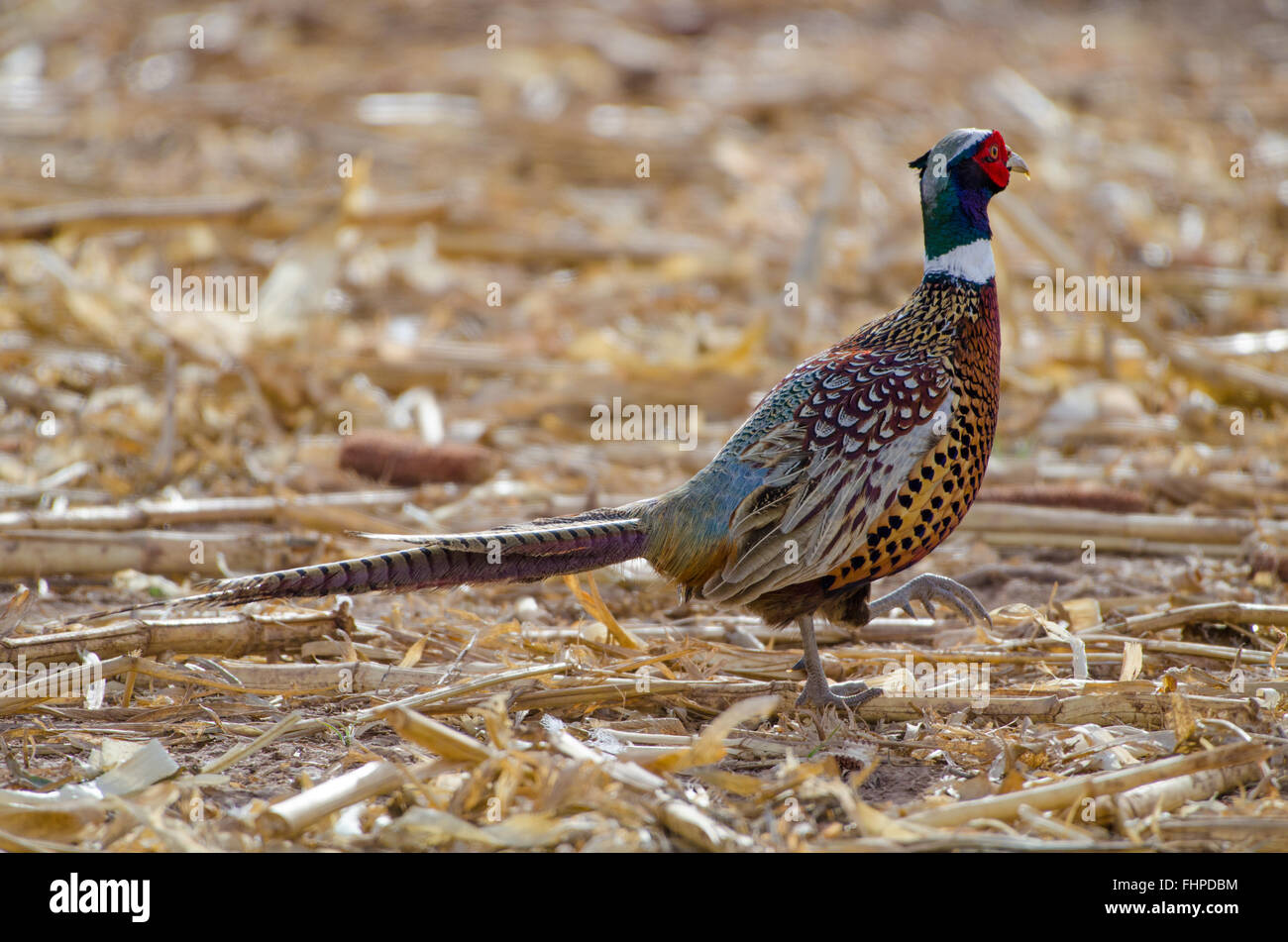 Anello maschio colli, Fagiano (Phasianus colchicus), Ladd S. Gordon Waterfowl complessa, Nuovo Messico, Stati Uniti d'America. Foto Stock