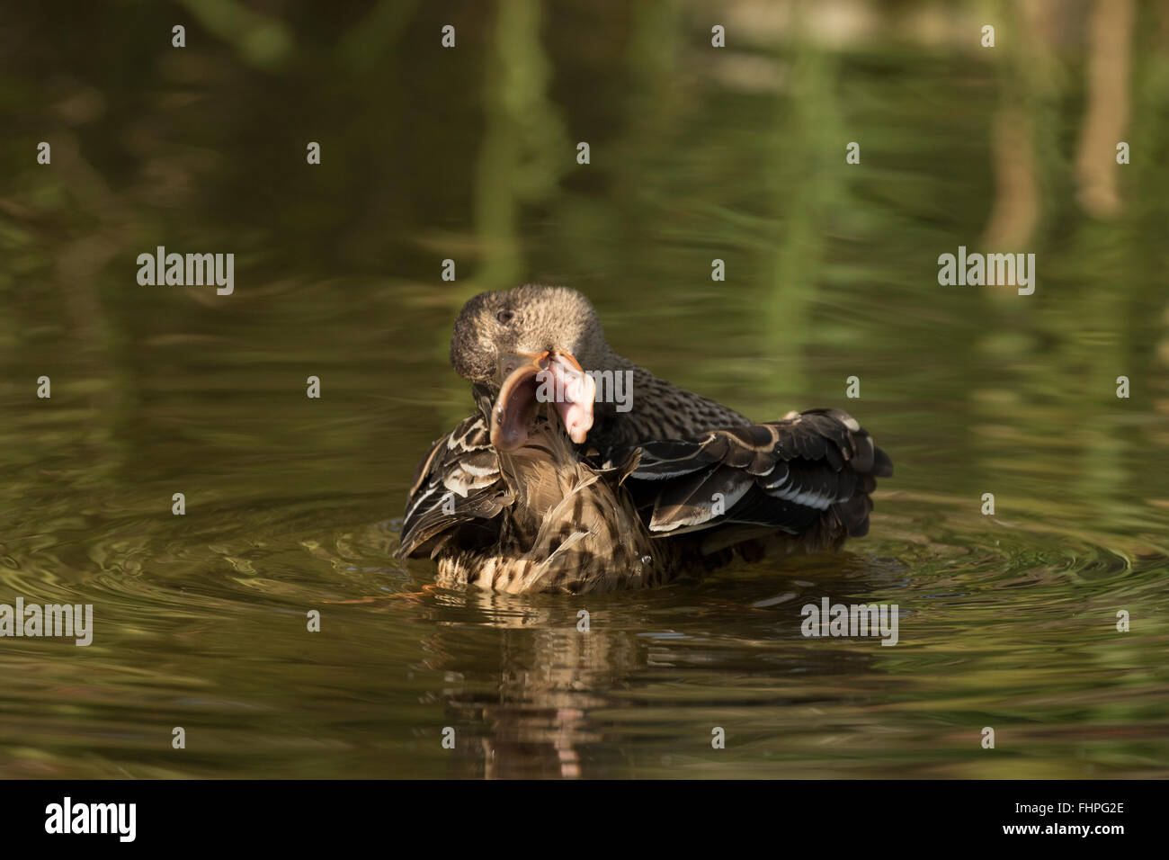 Mestolone settentrionale ( Anas clypeata), o northern mestolone in inglese britannico, talvolta noto semplicemente come il mestolone, è un comm Foto Stock