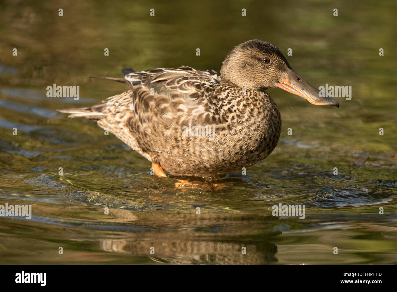 Mestolone settentrionale ( Anas clypeata), o northern mestolone in inglese britannico, talvolta noto semplicemente come il mestolone, è un comm Foto Stock