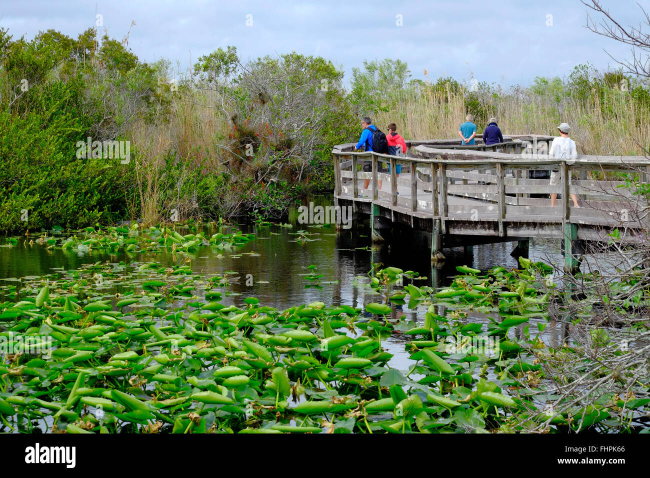 Anhinga trail Everglades National Park Florida Foto Stock