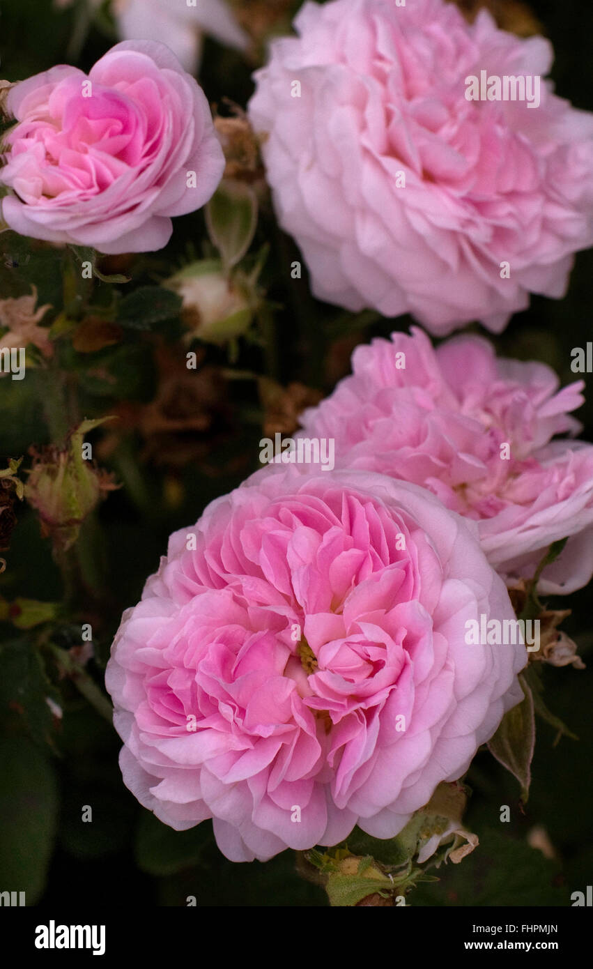 Rose, BELLE ISIS, Gallica Foto Stock