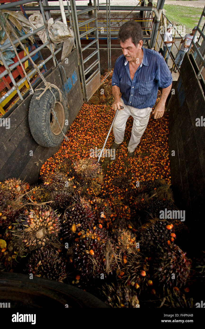 La raccolta di frutti di palma per l'olio di palma, Costa Rica Foto Stock